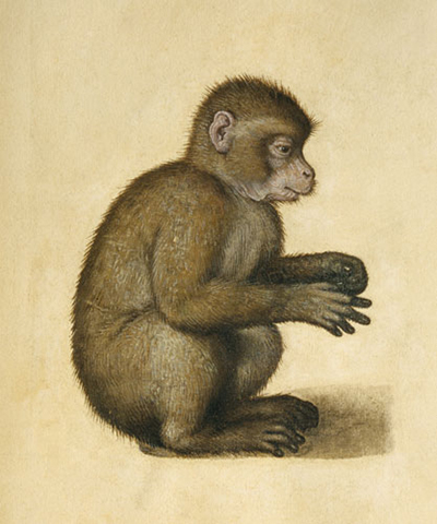 Monkey Albrecht Durer